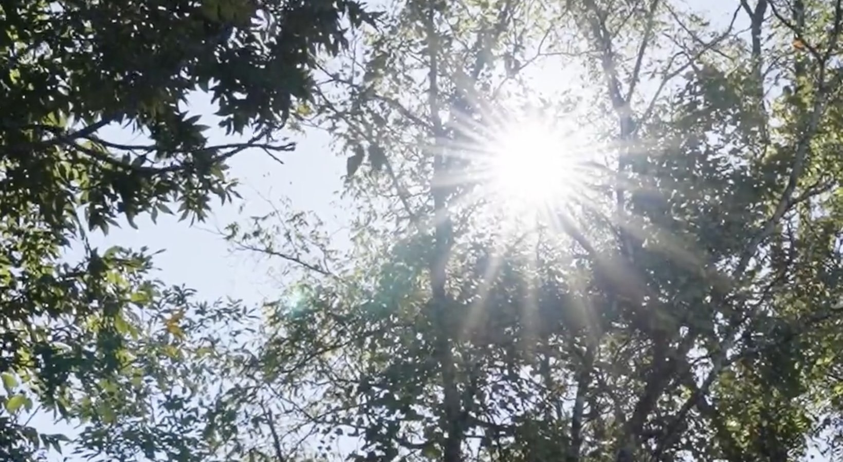 a view of trees and sun shining through